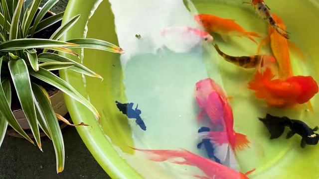Big Python Cute Baby Ranchu Goldfish Molly Ping Pong Angelfish Cichlid Koi Carp Fish animals Videos смотреть онлайн