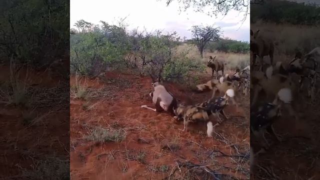 Природа жестока, но эта антилопа накормит целую стаю диких собак смотреть онлайн