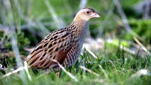 Пение птиц. Пение Коростеля. Звуки природы 1 час