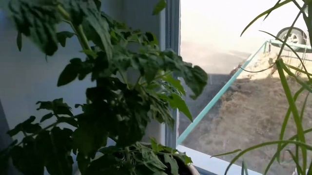 3.Мой мини огород на подоконнике! 18.05.2021г. смотреть онлайн