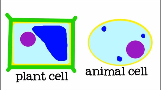 All About Cells and Cell Structure: Parts of the Cell for Kids - FreeSchool смотреть онлайн