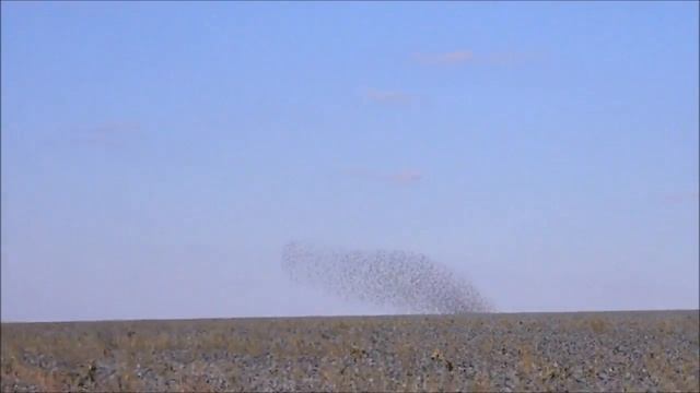 Bewitching bird figures in the sky. Завораживающие птичьи рисунки в небе. смотреть онлайн