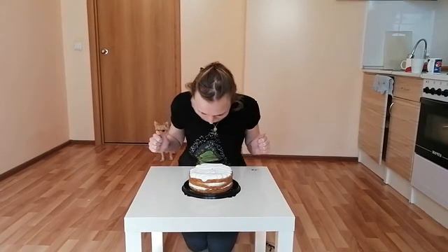 #МордойВТорт смотреть онлайн