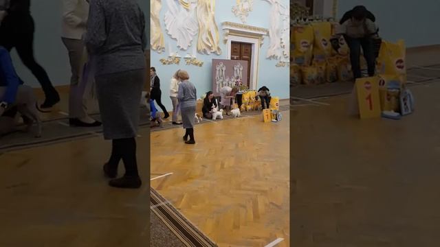 Выставка ЧРКФ в Туле 11.02.2018 г. BIS baby, Сёма, 4 мес. смотреть онлайн