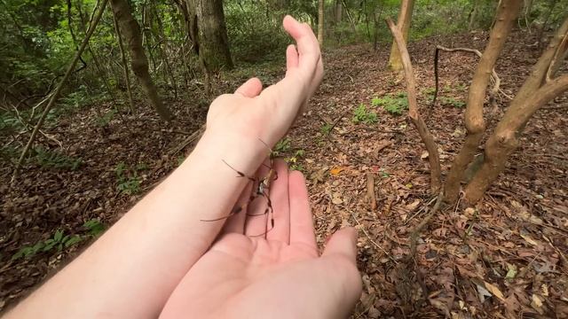 BITTEN by a BANANA SPIDER! смотреть онлайн