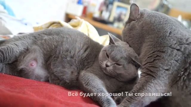 Джуна и Захар перед родами смотреть онлайн
