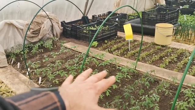 Высаживайте в теплицу помидоры так и они не замёрзнут! Когда высаживать томаты в 2021 в Подмосковье смотреть онлайн