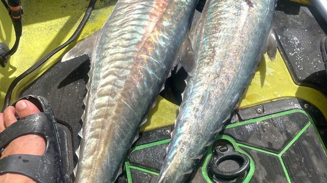 Got three king strike in one day kayak fishing Dubai world island.. смотреть онлайн