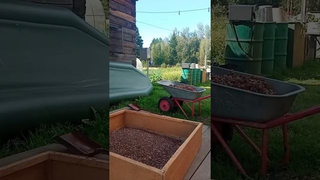 Добыча кедрового ореха в Сибири, от а до я. смотреть онлайн