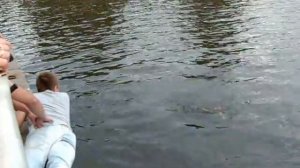 Огромный сом в Калининграде 17.07.2013