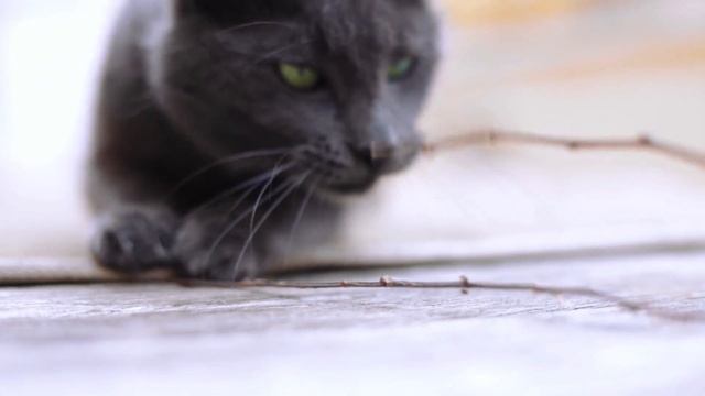 Тест автофокуса STM от Canon смотреть онлайн