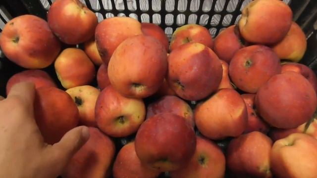 Яблоки сорта Флорина - выводы после 7 лет выращивания смотреть онлайн