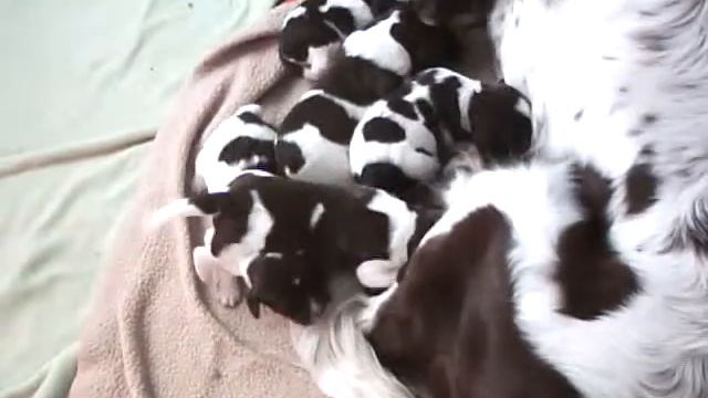 french spaniel puppies- Deux Rives kennel смотреть онлайн