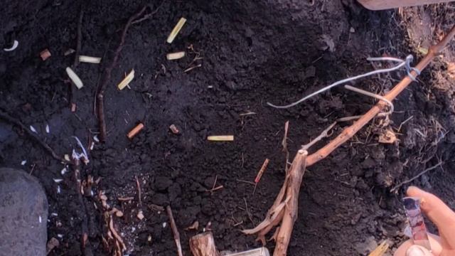 1.12.21 Прививка винограда в штамб последняя в этом году смотреть онлайн