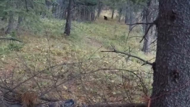 Медведица пришла к людям за помощью, чтобы они спасли ее ребенка... смотреть онлайн