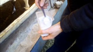 Откорм бычков с 3-х месяцев