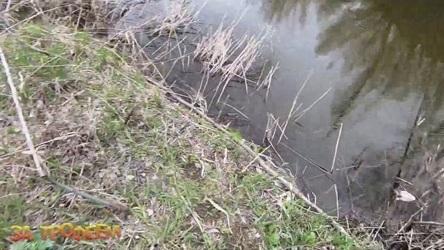 КИДАЮ ПОД КУСТ а там ОГРОМНЫЕ КАРАСИ рвут леску крупный карась на удочку весной 2022 смотреть онлайн
