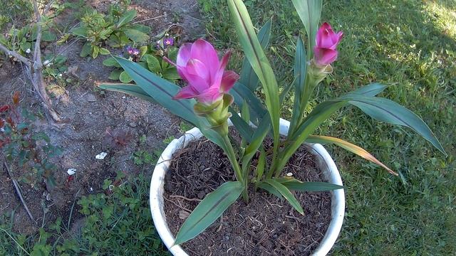 Curcuma Alismatifolia 4k UHD
