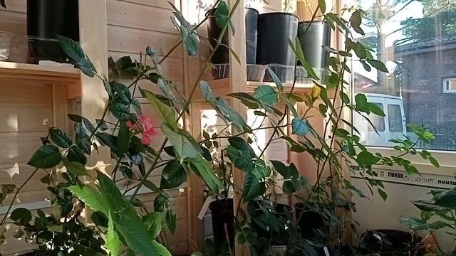 Нюансы высадки саженцев роз из коробок смотреть онлайн