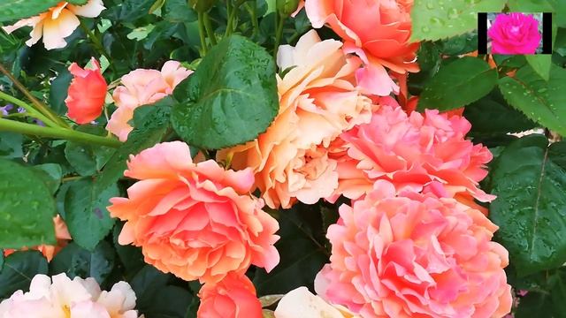 Роза ИЗИ ДАЗ ИТ. Обзор для начинающих