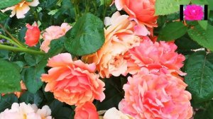 Роза ИЗИ ДАЗ ИТ. Обзор для начинающих