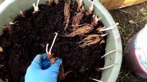 Гнилая рассада клубники! Что делать?! Реанимируем саженцы клубники Ферма "Омская Ягода"