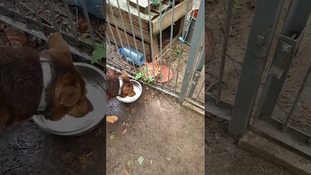 И Каштанчику немного воды досталось) Рыжуля и Каштанчик на прогулке. Приют Сириус в Киевской област смотреть онлайн
