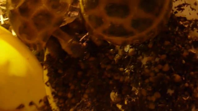 Черепашата едят "Тортиллу" смотреть онлайн