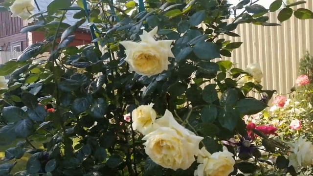 #роза Эльф?и клематис Тайга? смотреть онлайн