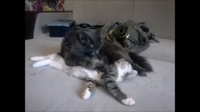 Котики смотреть онлайн