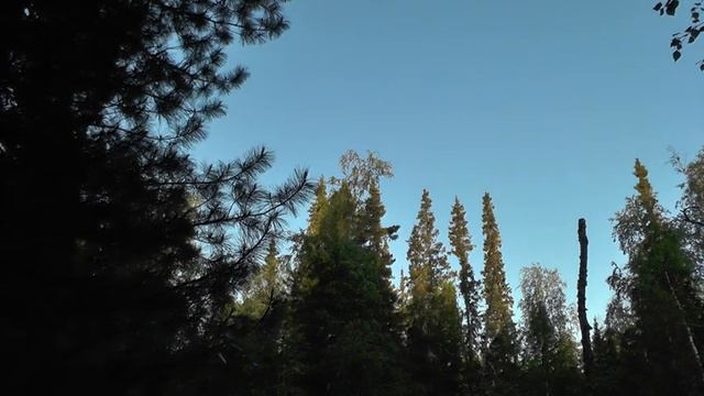 От заката до рассвета на природе. Часть 11. Пение птиц. Река Вынгапур. смотреть онлайн