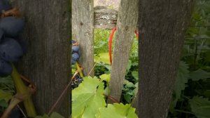 виноград ЛАМБАДА и СУПЕР ЭКСТРА