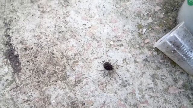 Помогите определить вид паука смотреть онлайн