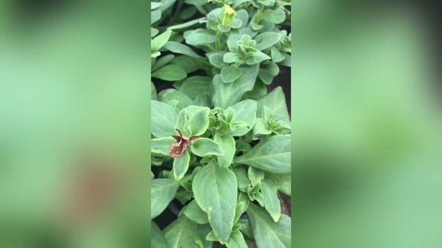 Вредители или болезнь на петунии?! смотреть онлайн