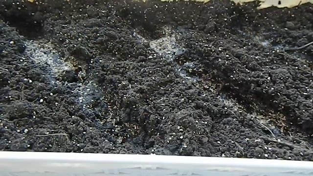 Огород на подоконнике.Высаживаем укроп, петрушку и базилик. смотреть онлайн