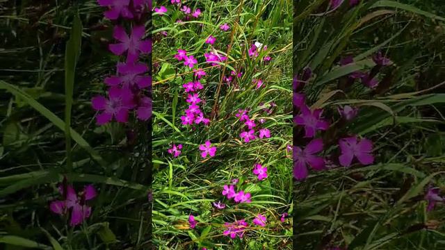So beautiful flowers 🌸 #beautiful #nature #wow #flowers #wonderful смотреть онлайн