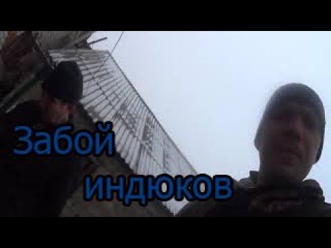 Забой индюков смотреть онлайн