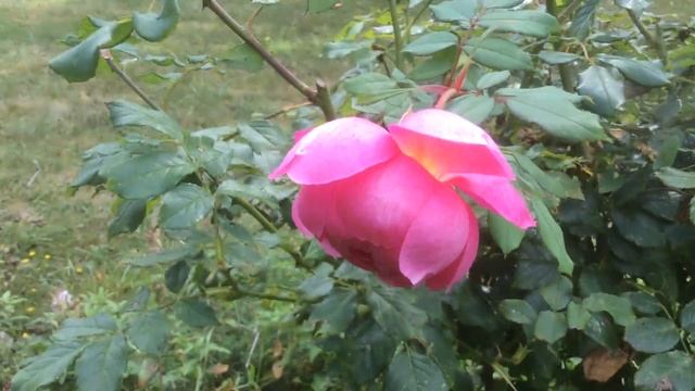 Rose 'Alan Titchmarsh' de 'David Austin' La nature incline ma rose câline смотреть онлайн