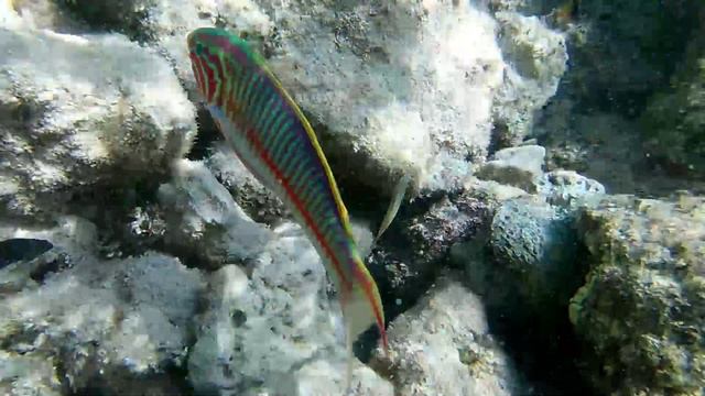 2021 - Красное море