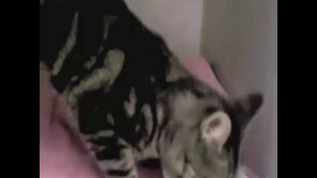 Nom Nom Nom 10 Hours