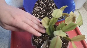 Пересадка шлюмбергеры (декабриста) Пробую посадку на фитиль