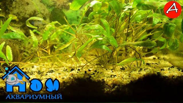 Каламоихт калабарский Erpetoichthys calabaricus смотреть онлайн