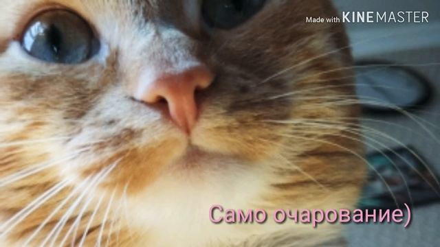 Ода любви. Наглый и рыжий кот Филюша. История одного любителя спать и есть) смотреть онлайн