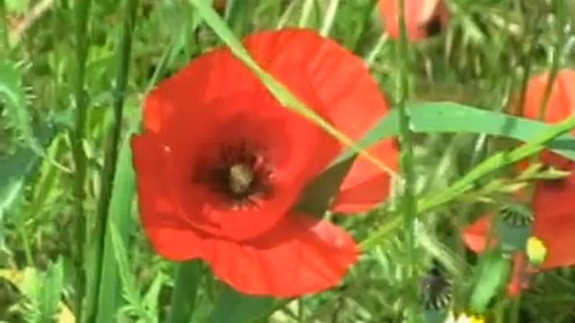 Beautifull Portugal Region Santarem C 2009 H Geurts ++32 478 45 98 53 Geurts52@hetnet Nl C 2010