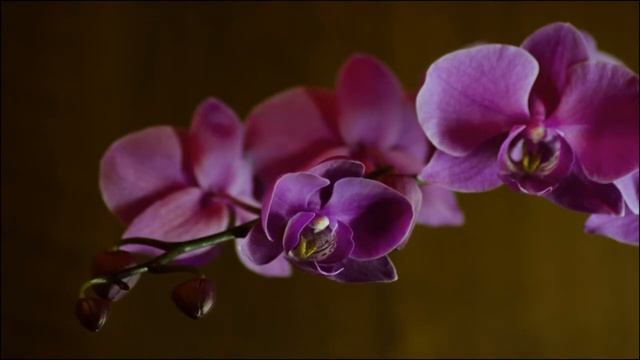 Timelapse цветка смотреть онлайн