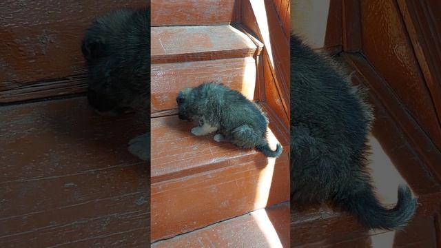 Взяли Щенка с тяжёлой судьбой. Ананьево Иссык-Куль 2023.Экскурсия по Кыргызстану. смотреть онлайн