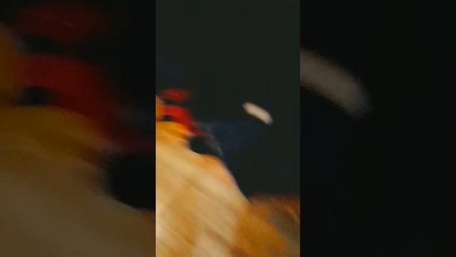 Мы Закрыли Нинку с Пауками и Вот что было дальше? смотреть онлайн