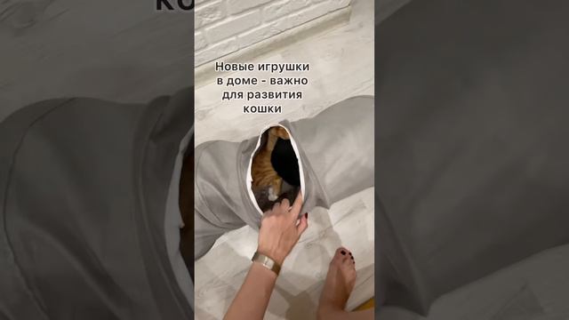 Туннель для кошек игрушки