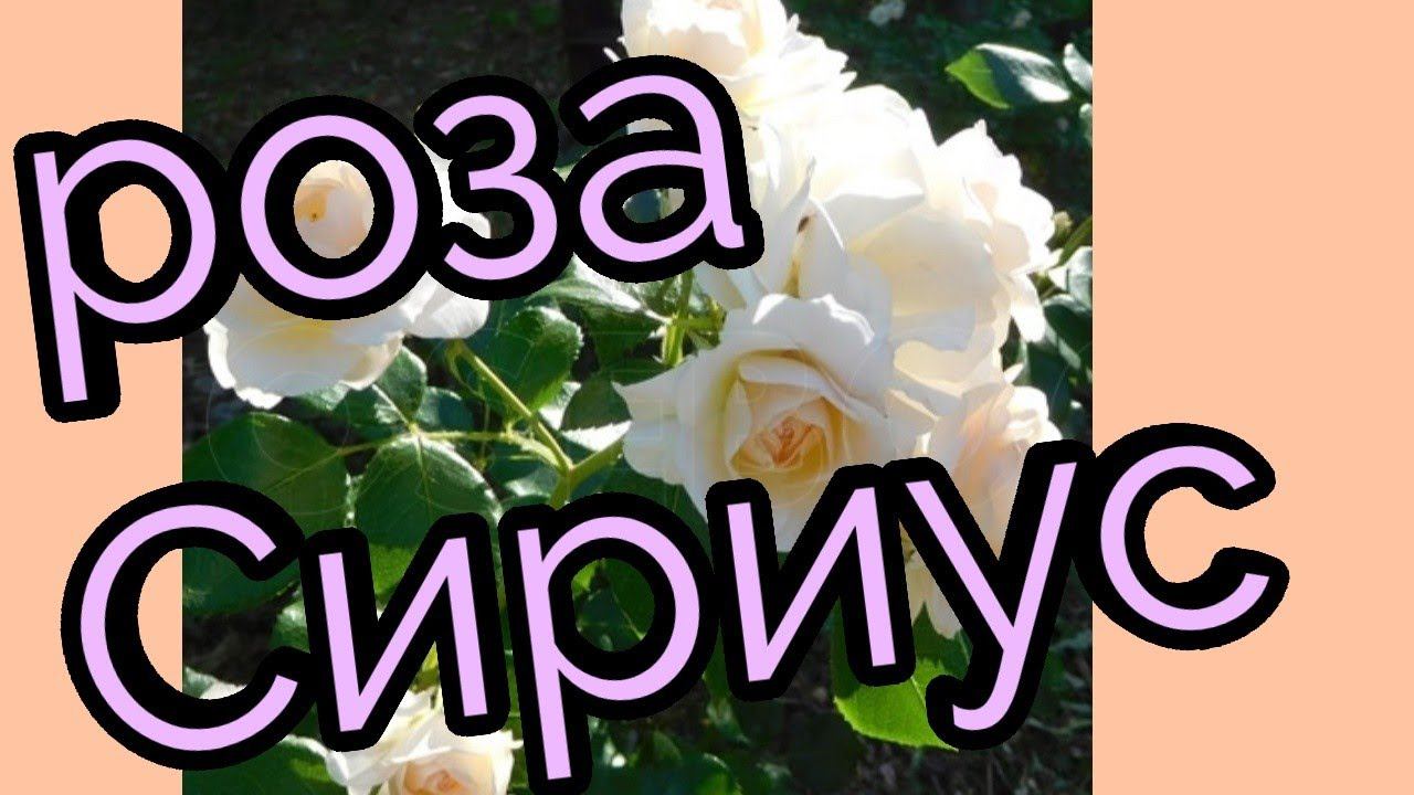 Роза флорибунда Сириус. смотреть онлайн