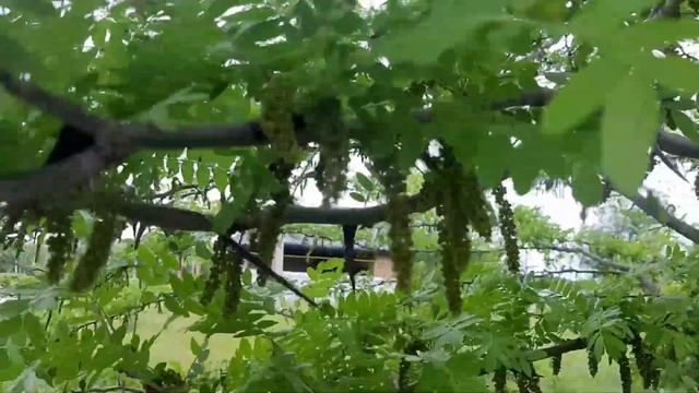 Акация отходит, будет ли мёд 2023? смотреть онлайн